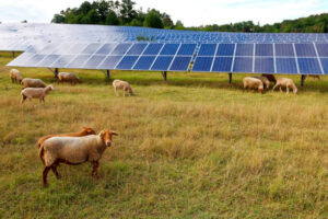 Photovoltaik with grazing sheep